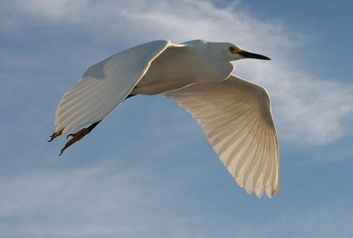 Snowy Egret